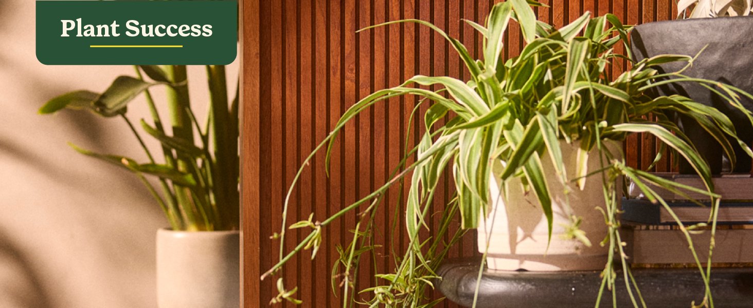Potted plants on table