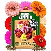 HOME GROWN Zinnia Dahlia Seeds Pack for 2026 Non GMO 524 Flower Seeds | Vibrant Zinnia Elegans for P